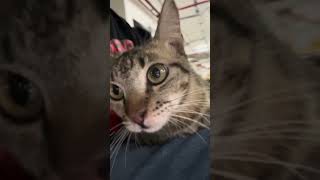 Thinking of opening cat coaching class…any students? 😹🐈 #funny #cat #cute #viral