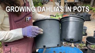 265. How to Plant Dahlia in Pots (small plants or tubers).