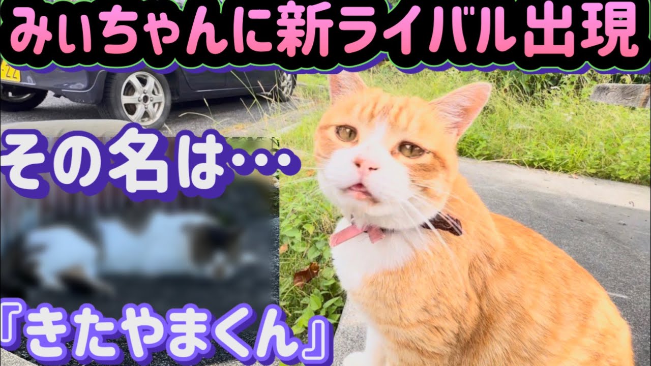 Community Cat Mii-chan