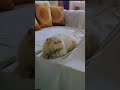 Cute Persian Cat Playing | Fluffy Persian Kitten Moments That Will Melt Your ❤ #shorts #ytshorts