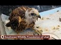 Rescued Baby Hawk