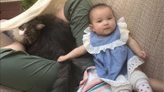 晴れ間に赤ちゃんとハンモックでゆっくりする猫 ノルウェージャンフォレストキャットTake a hammock with your baby.Norwegian Forest Cat.
