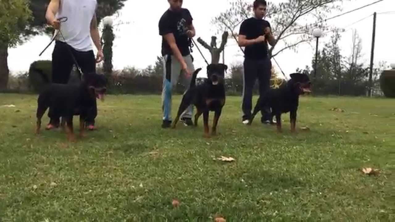 Rottweiler training session YouTube