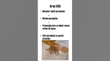 Visual Cortex Area V3A