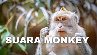 Suara monkey