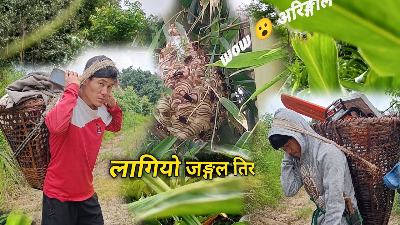 बसाई सर्यो जङ्गल तिर अलैँची टिप्न 