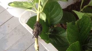 How to propagate hydrangeas from live plants without cutting results