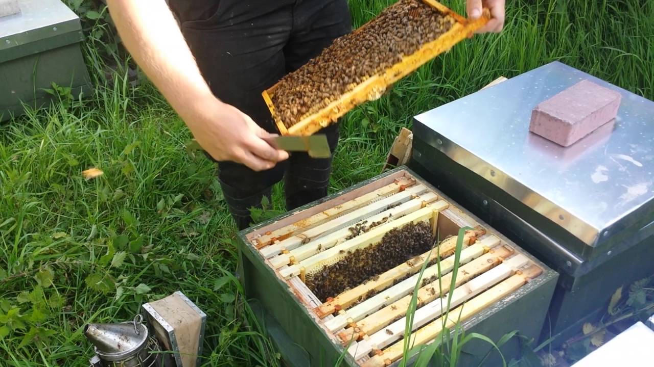 A full colony of bees from BS Honey Bees BSHoneyBees.co.uk YouTube