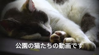 公園で猫さんと… 12 ( 2024 ) #公園の猫達 #街角ネコチャンネル