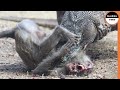 Komodo Dragon Ruthlessly Eats a Monkey !!
