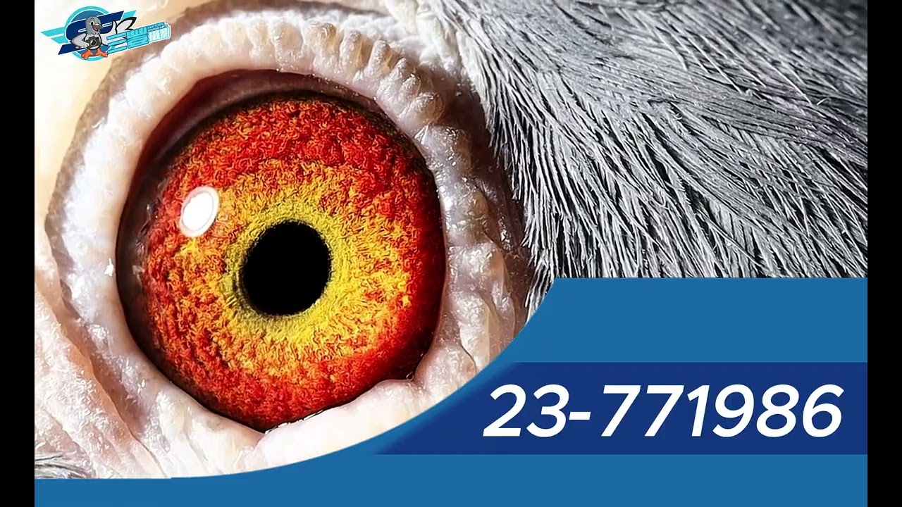 【好鴿謝同寶】23 771986