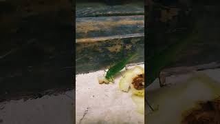 ##grasshooper eating