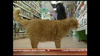 День кошек День кошек