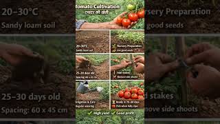 टमाटर की खेती | 70–80 दिन में बढ़िया पैदावार 🍅 | Tomato Farming #celebratefarmers #farmersday