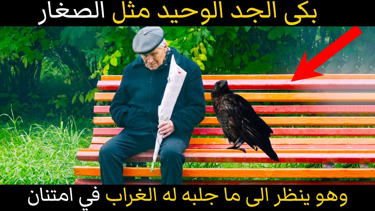 بكى الجد الوحيد مثل الصغار وهو ينظر الى ما احضر له الغراب كارد الجميل