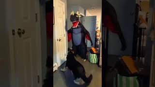 These Dramatic Dogs Thought Their Time Was Up! 😭🐶oon #shorts #funny #music #pets #cat #animals #cute