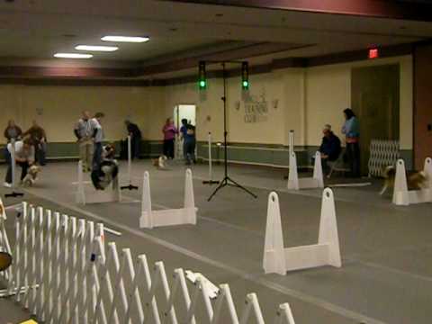 Dog Training Club Of Chester County Dog Training Club Of Chester County