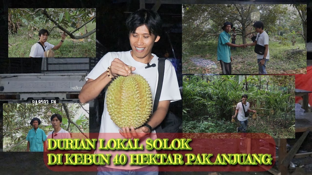 DURIAN LOKAL SOLOK DI KEBUN 40 HEKTAR PAK ANJUANG