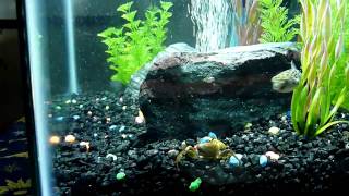 Green spotted puffer eating fiddler crab