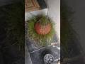 dashera #minivlog 😀🤤#ashortaday #fannyvlog #trending