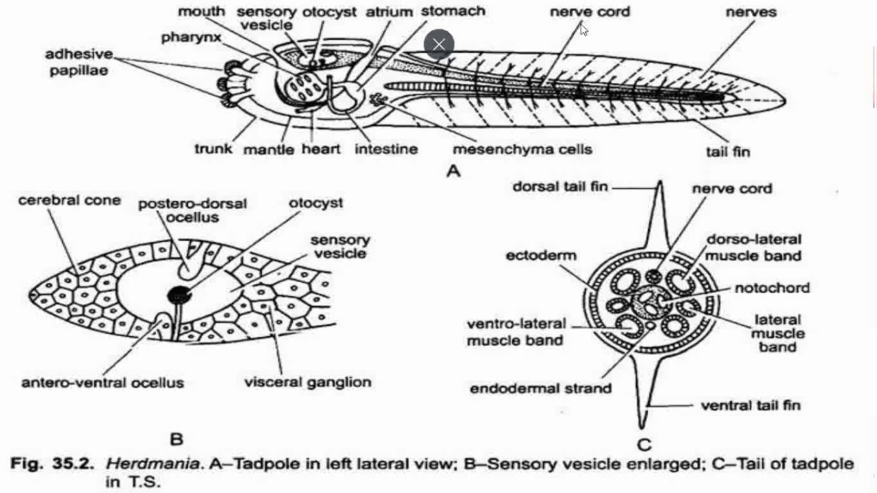 Ascidian Tadpole Larva 