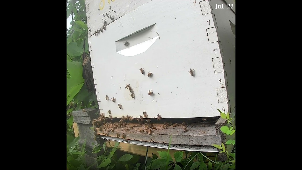 Flashback - Bees in the Morning