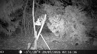 🦝 Akrobat am Futterplatz – Der Waschbär in Action #Waschbär #Wildlife #Tierbeobachtung