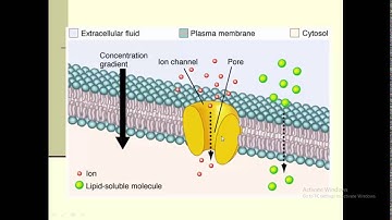 EBB: Lecture 1 (part 2/2) Brain Basics Dr. Bassma Elsabaa