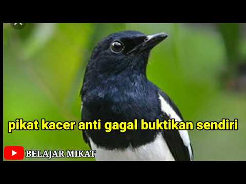 pikat kacer anti zonk