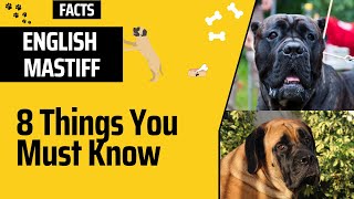 What You Didn't Knew About The English Mastiff