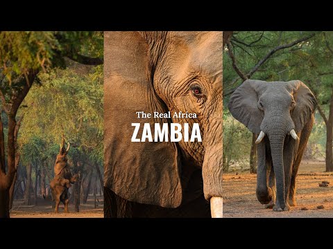 ZAMBIA 2024 The Real Africa South Luangwa Lower Zambezi 4K HDR