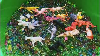 Animals In Water Beads - Learn Animal Names For Kids