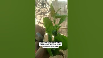 TANAMAN BERKHASIAT|| GETAHNYA  MENGOBATI LUKA PENGGANTI BETADIN KETIKA BERADA DI HUTAN #shortvideo