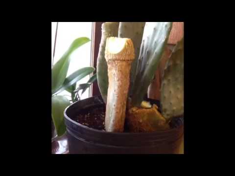 How to grow prickly pear cactus indoors