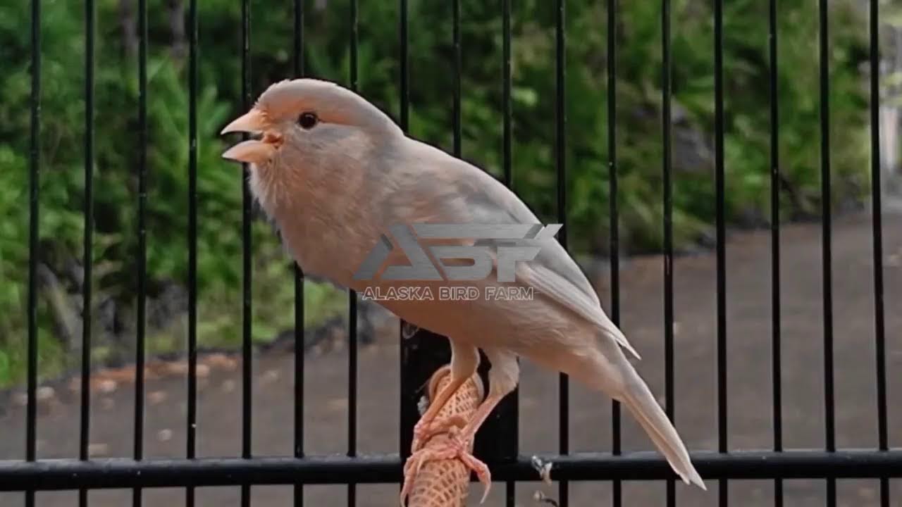 PANCINGAN KENARI PAUD MALAS BUNYI,CUIT..CUIT..NGEROL GOYANG GOYANG