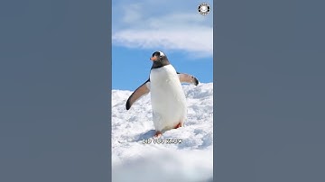 Pinguïns 🐧 Ze geven stenen voor LIEFDE!