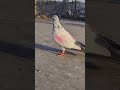 Hathi ghode top talvare 🔥😎 #pigeon #attitudestatus #kabutarbazi #viral #shorts