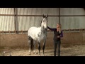 Mia Lykke Nielsen trains Dutch show jumper. When Horses Choose. Mia Lykke Nielsen.