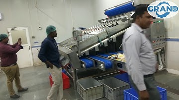 Automatic Shrimp Grading Machine Yantai Grand Machinery