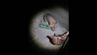 rabbit chicken funny...
