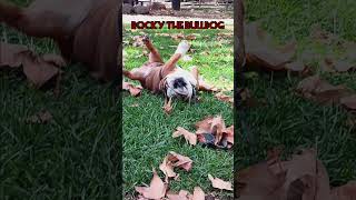 Rocky is doing great, loving the sunshine, grass, and fall leaves. ❤️U #Bulldog #puppyvideos