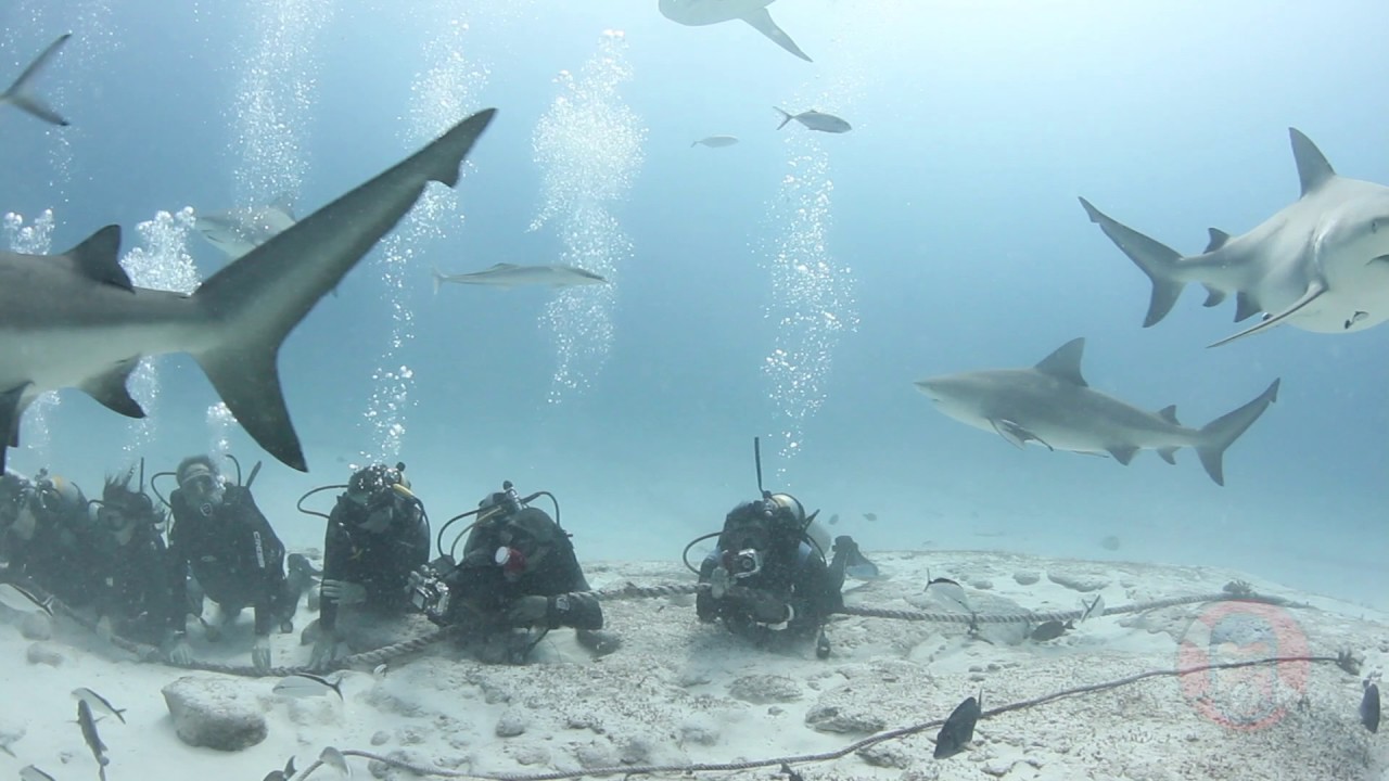 Buceo con Tiburon Toro en Playa del Carmen con Phantom Divers