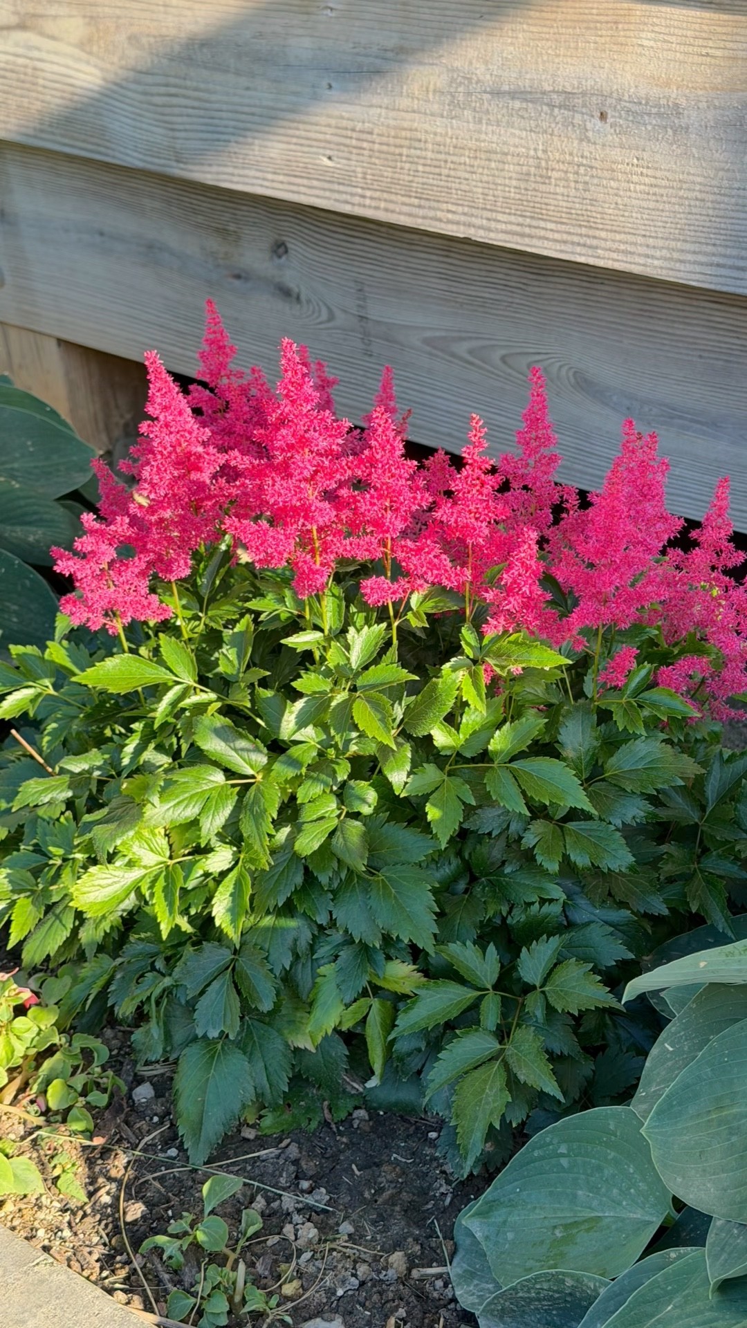 The PRETTIEST Neon Shade Plant: Astilbe!🌺 #flowers #flowergarden