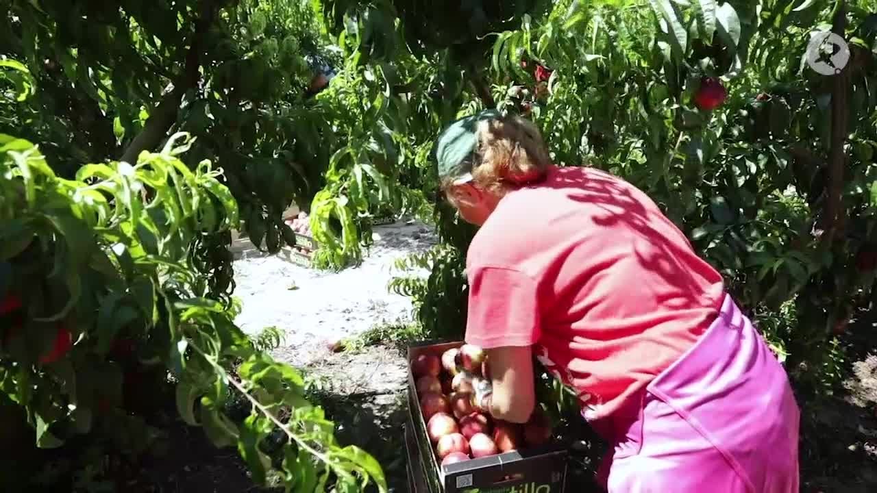 Calidad y una mejor producción: así arranca la campaña de fruta de hueso | La Besana en Verde