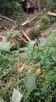 Cara Menebang Pohon Pisang Ngakak. || { Video Kocak } 🤣👍😁