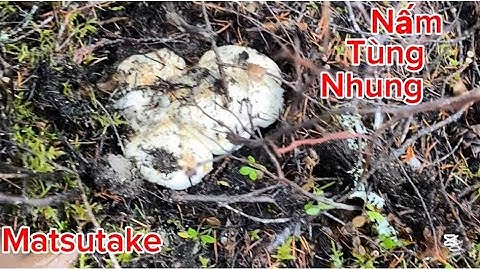 Hái Nấm Tùng Nhung Đắt Đỏ Nhất Nhì Siêu Ngon Cuối Mùa Ở Canada 