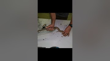 Rattlesnake Rescued From Bird Netting