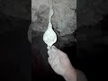 عاجل العثور على عش خفاش بالاردن عاجل العثور على عش خفاش بالاردن