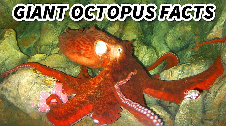 Giant Octopus Facts: the BIGGEST OCTOPUS 🐙 Animal Fact Files