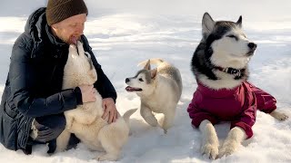 My Husky Got Jealous of the Cute Puppies by North Yuki Husky 20,082 views 3 weeks ago 3 minutes, 25 seconds